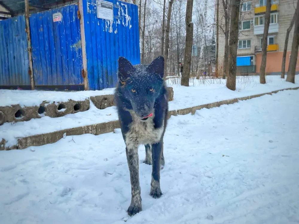 Бездомные собаки напали на мужчину: возбуждено уголовное дело в Хабаровском крае