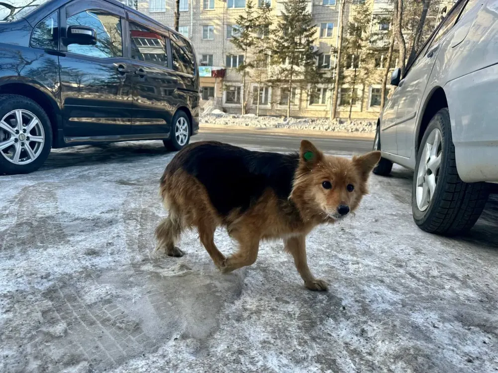 Почему никто не занимается отловом бродячих собак, рассказали в мэрии Биробиджана