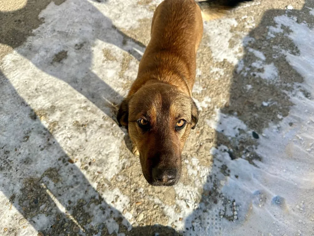 Усыпление агрессивных собак обсудили в мэрии Биробиджана