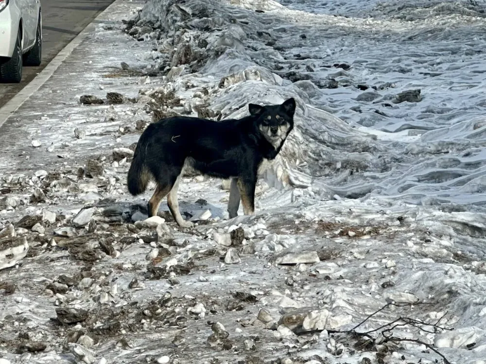 Жители ЕАО массово обращаются в суд после укусов собак