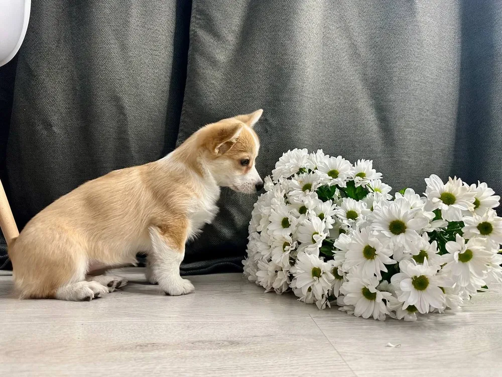 Более 15 цветочных базаров заработают в Биробиджане накануне 8 Марта