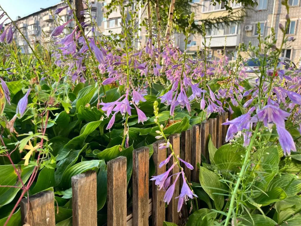 По 100 тысяч рублей на благоустройство двора или улицы могут получить жители ЕАО