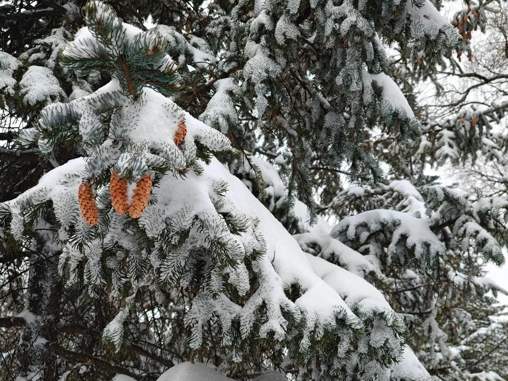 Снег и туман ожидается в некоторых районах ЕАО: прогноз погоды на 12 февраля