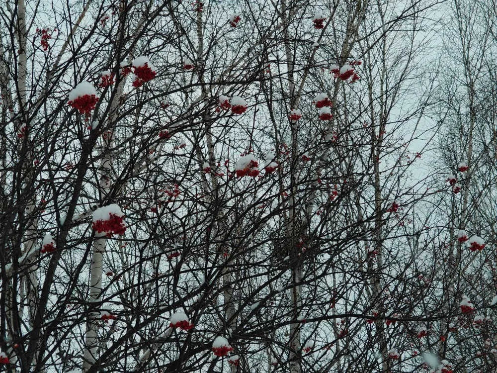 Сильный снег и тепло: прогноз погоды в ЕАО на четверг