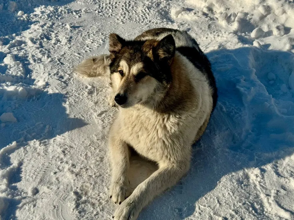Отлавливать собак начнут в селах и поселках Смидовичского района ЕАО