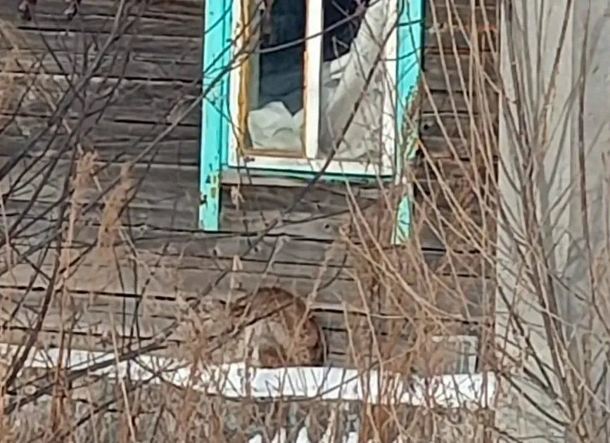 Рысь стала постоянным гостем жителей села Пашково ЕАО