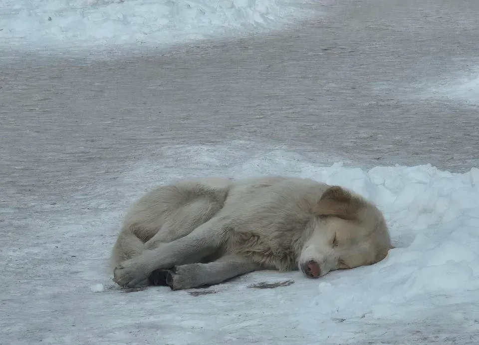 Собаки есть, но их никто не ловит в Биробиджане - прокуратура