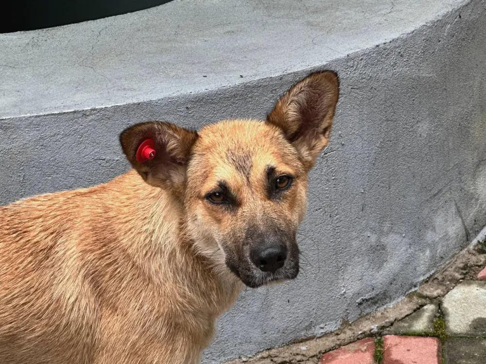 Бездомные собаки кошмарят жителей посёлка Бира ЕАО