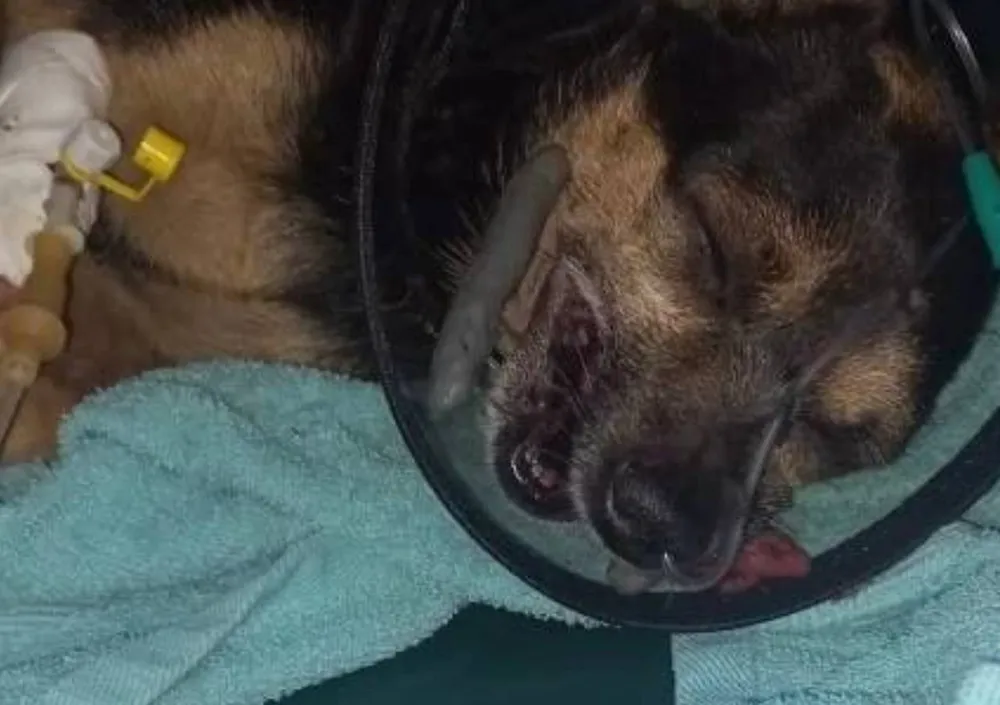 Окровавленным псом, найденным в мусорке с переломами, заинтересовалась полиция ЕАО