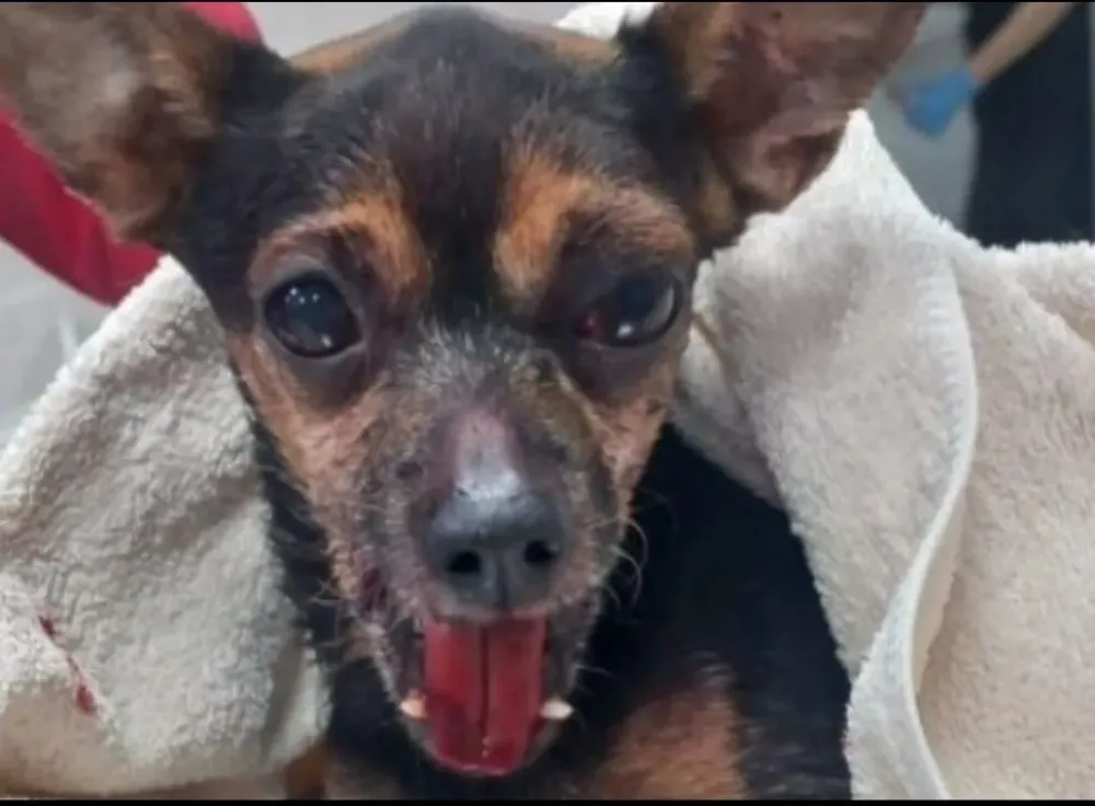 Возбуждено уголовное дело из-за жестокого избиения собаки