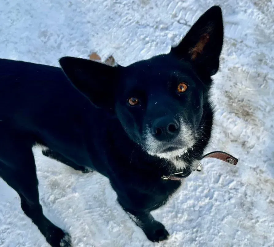 Усыплять бездомных собак разрешили в ЕАО еще в 2024 году