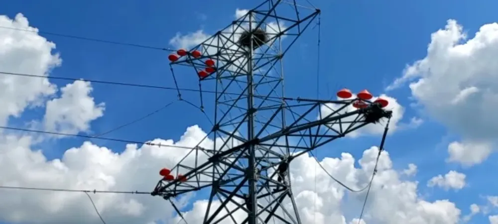 Защитить от гибели редких птиц хотят энергетики в ЕАО и Хабкрае