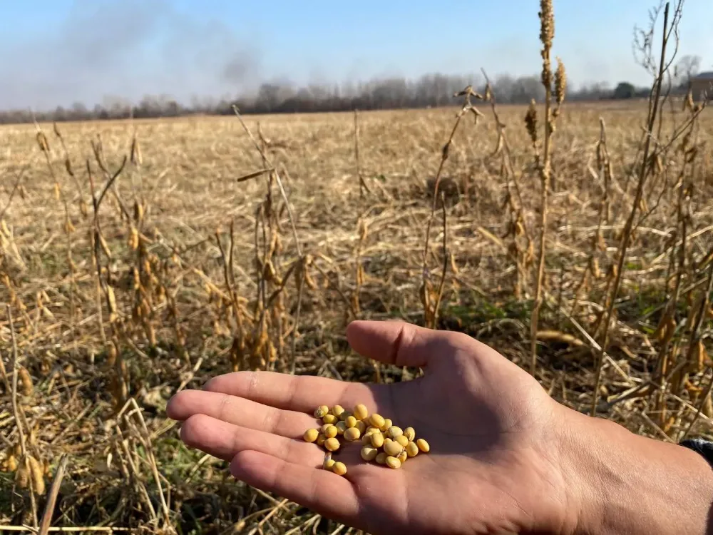 Около 50 тонн сои из ЕАО забраковал на границе Россельхознадзор