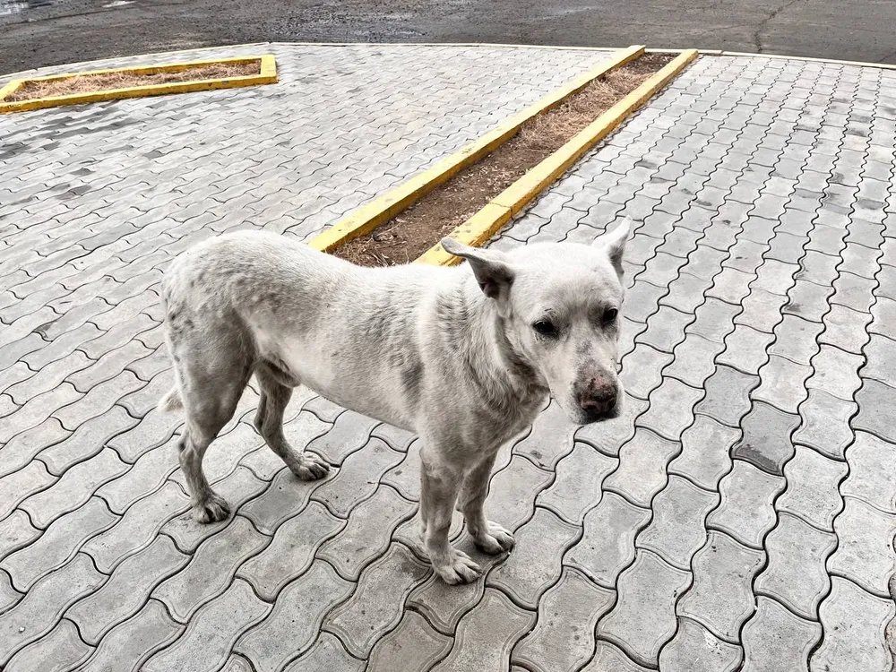 За убийство собаки мужчину приговорили к лишению свободы в колонии строгого режима в ЕАО