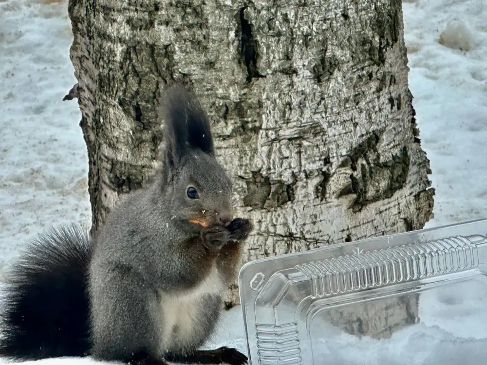 Гороскоп на 15 марта: Львы — отвлекитесь от проблем, Скорпионам повезет в любви