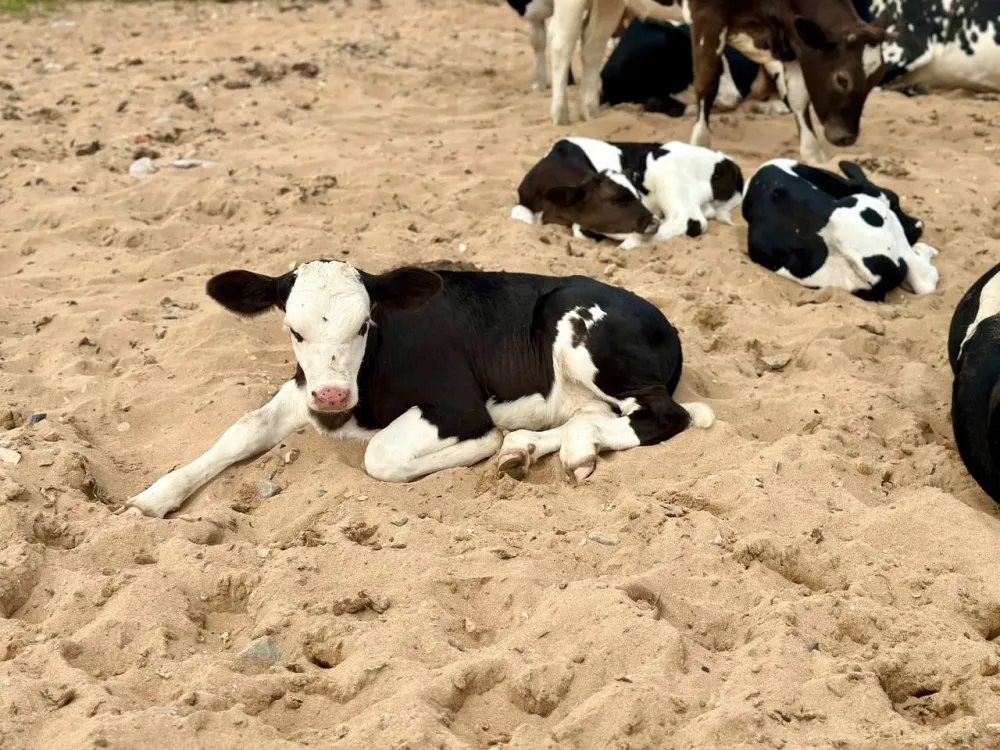 Половину затрат на ветеринара будут компенсировать фермерам в Биробиджанском районе
