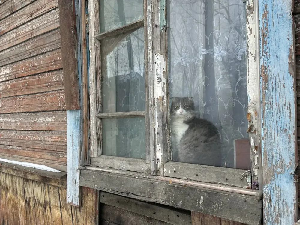 Конфисковывать кошек и собак хотят у горе-хозяев в России