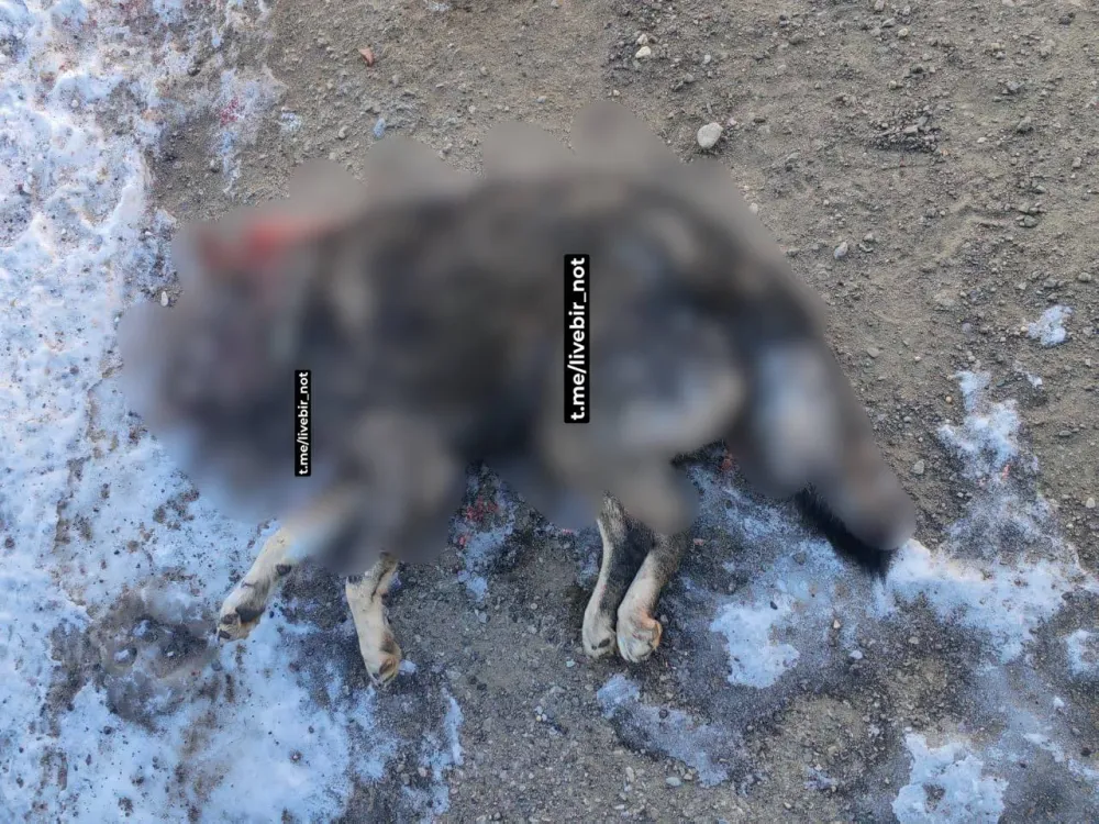 Как тигр убивал собаку, рассказала хозяйка пса в ЕАО