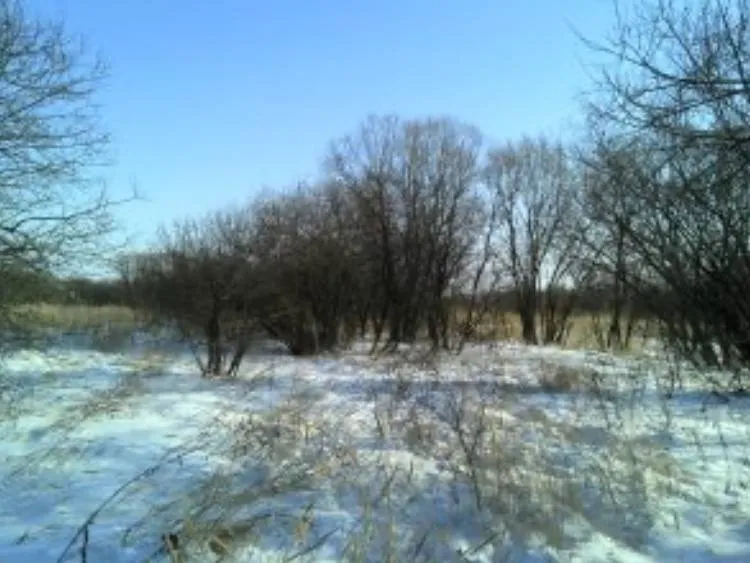 Заросли бурьяном более 500 гектаров сельхозземель в ЕАО, владелец наказан