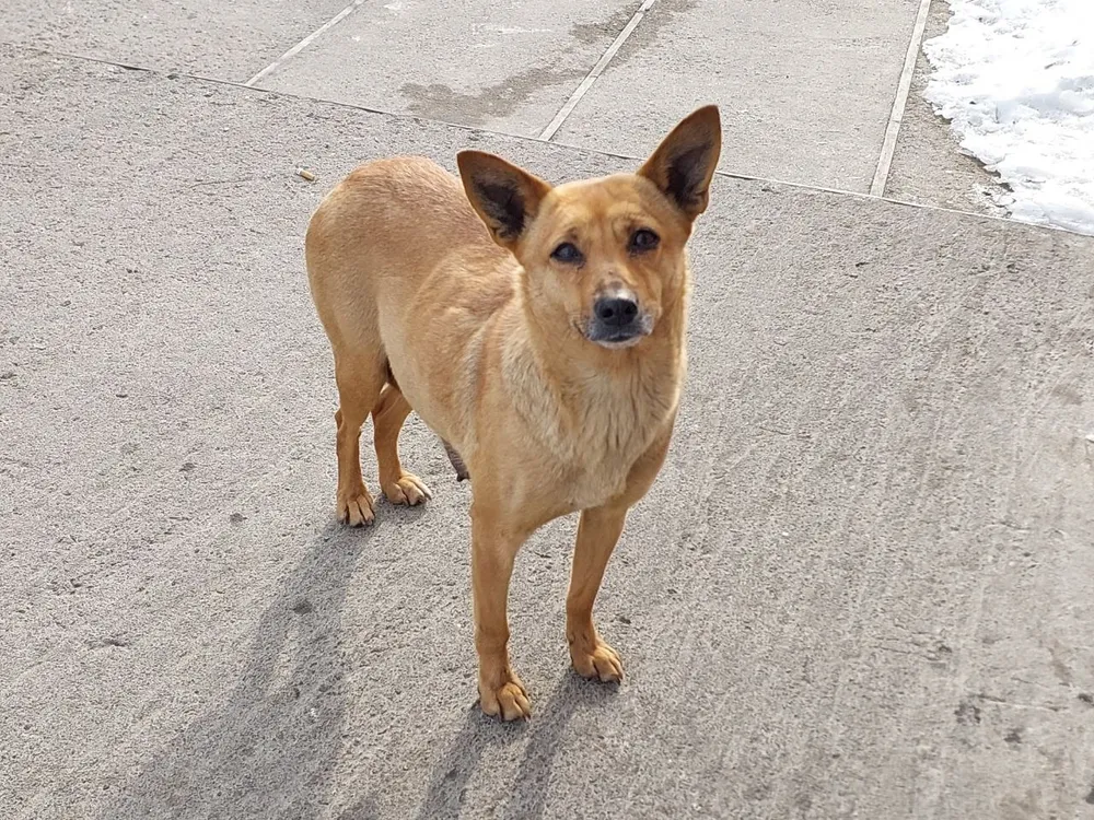 Собака снова напала на ребенка, возбуждено уголовное дело в Хабаровском крае