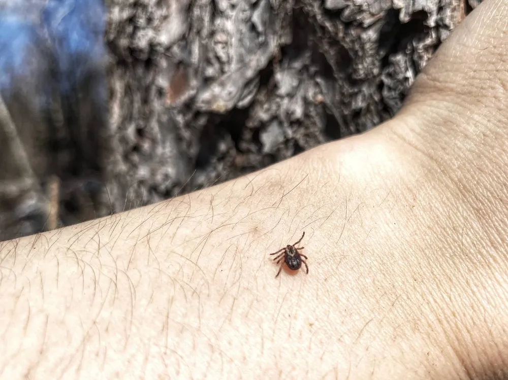 Бесплатно могут поставить прививку от клеща туристы в ЕАО