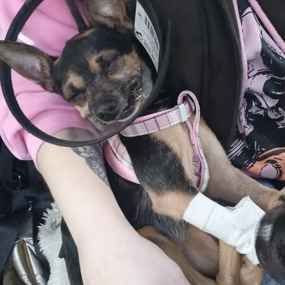 Найти живодера, избившего до полусмерти пса, полиции до сих пор не удалось в Биробиджане