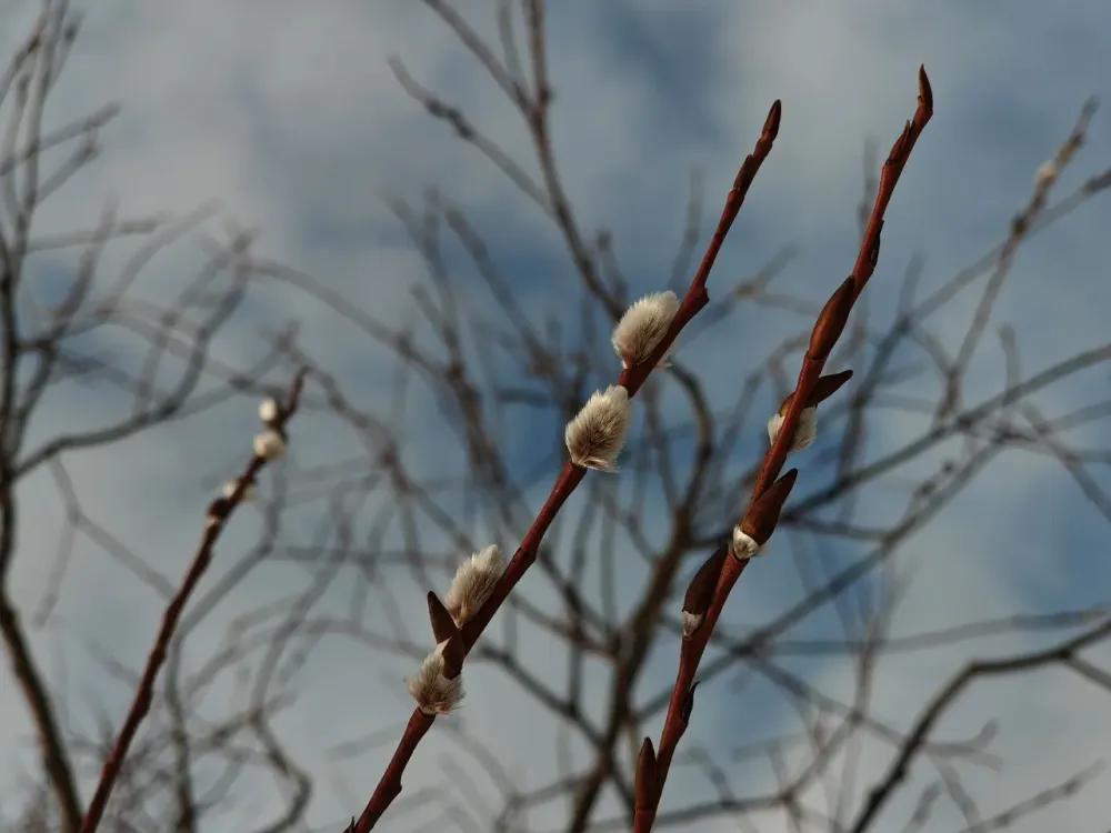 Гороскоп на 25 марта: Овнов накроет легкая тень меланхолии, Рыбы, не спугните удачу