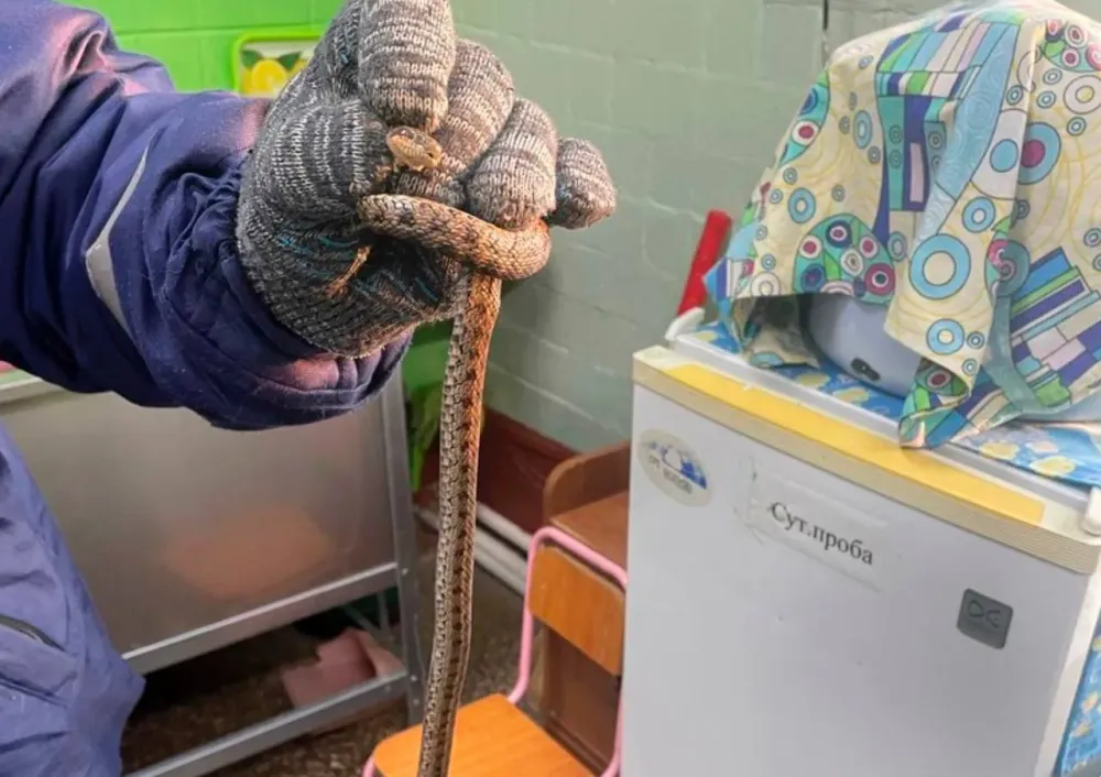 Змея заползла в детский сад в Биробиджане