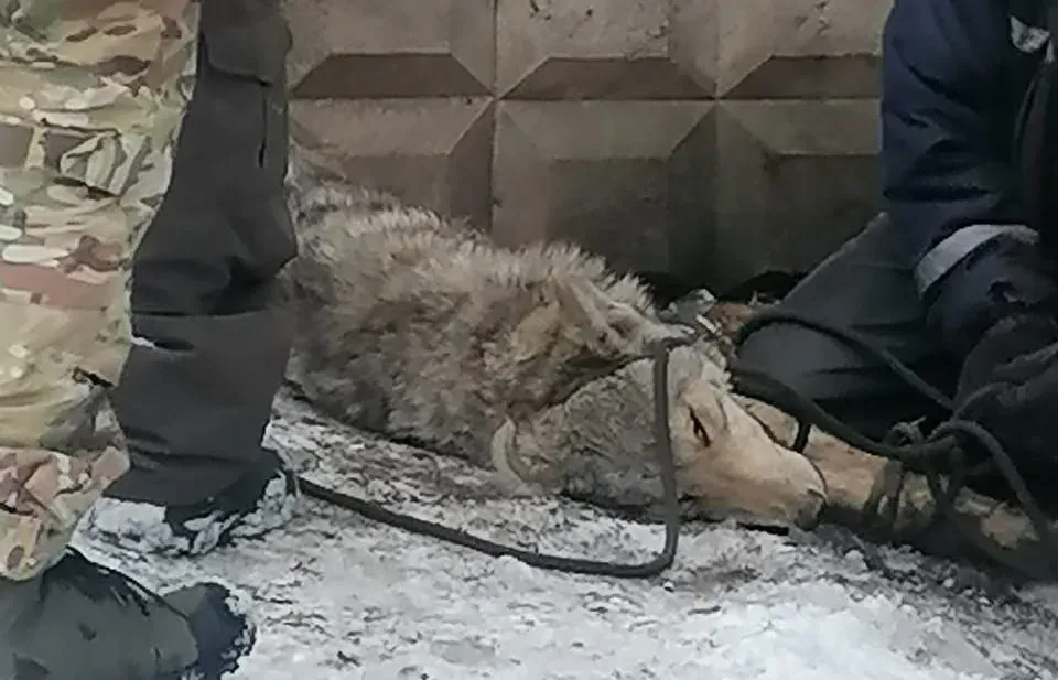 Волк пробрался в жилой микрорайон Биробиджана, его усыпили спасатели