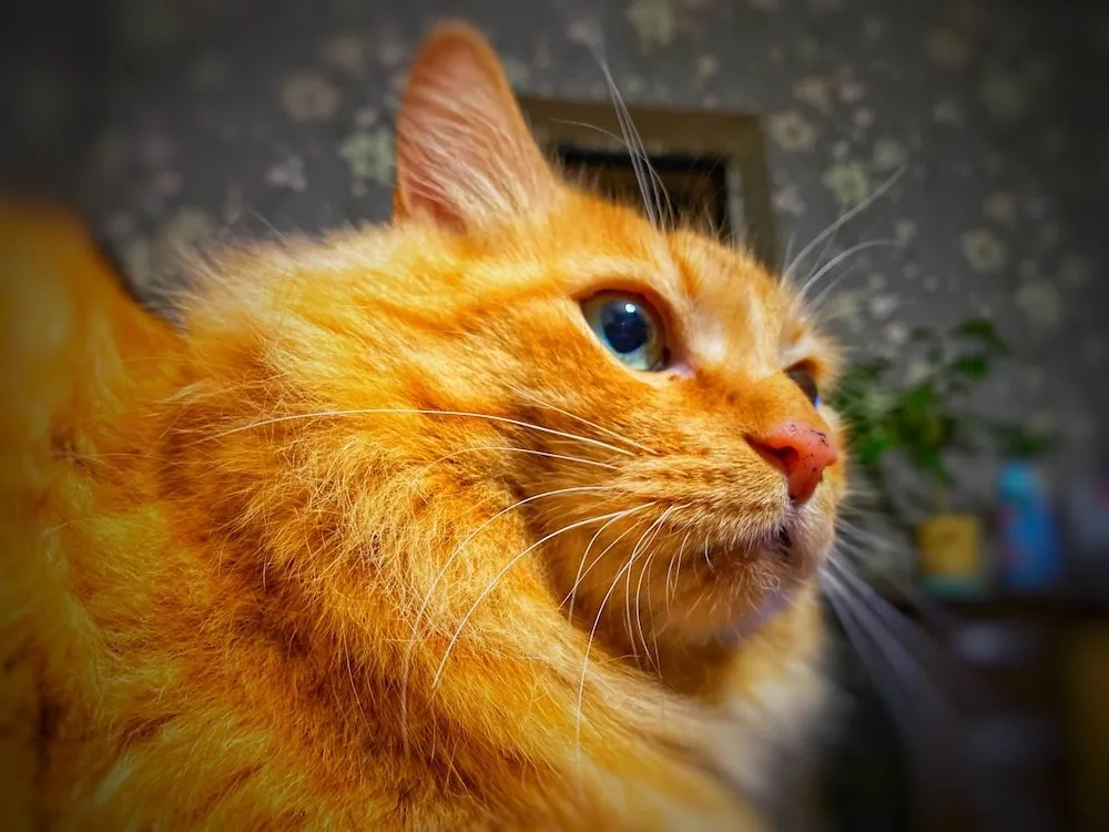 Гороскоп на 1 апреля: Близнецы, аккуратнее с финансами, а у Козерогов не будет удачи