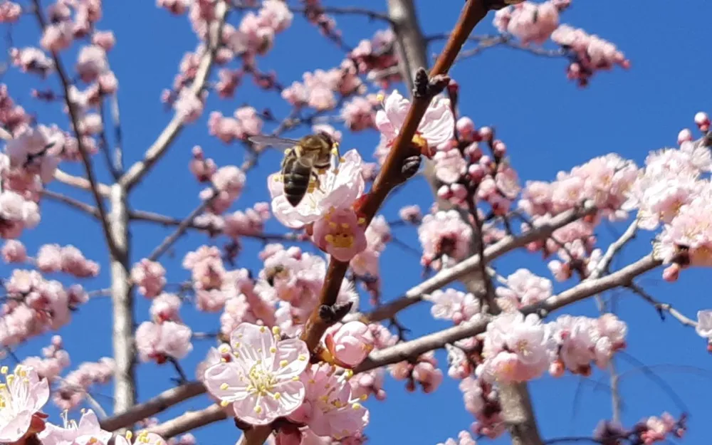 Как отличить аллергию от ОРВИ, рассказали в Роспотребнадзоре ЕАО