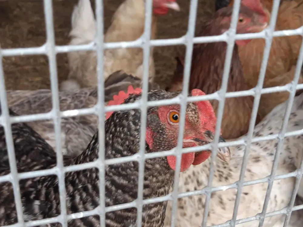 Птицефабрика загадила сельхозземли отходами от производства в Хабаровске