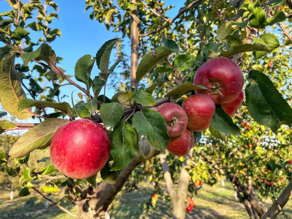 Лето 2025: что делать с урожаем на фоне мягкой зимы