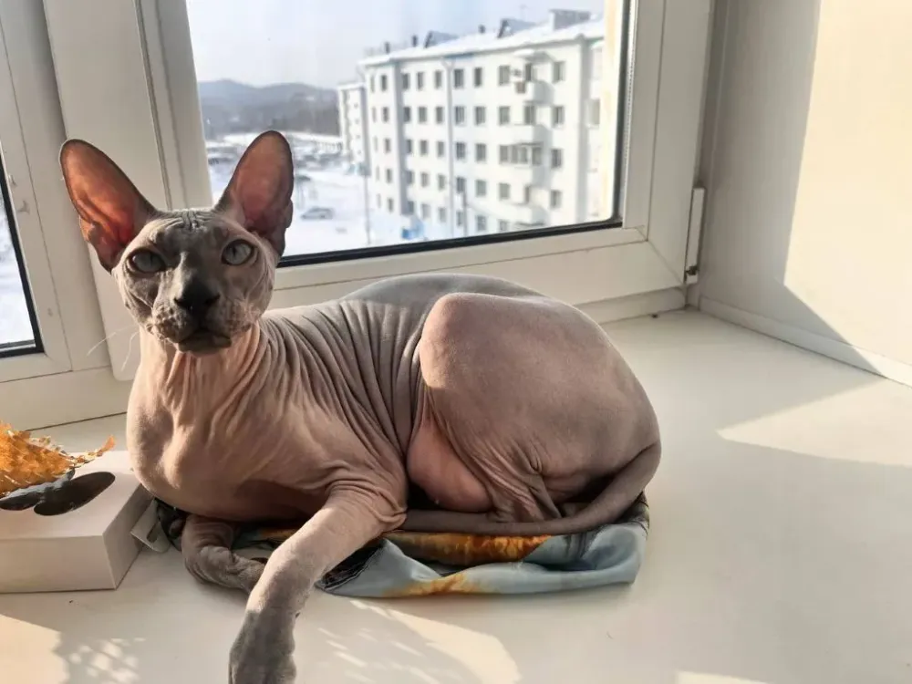 Упала из окна и жутко кричала кошка в Биробиджане