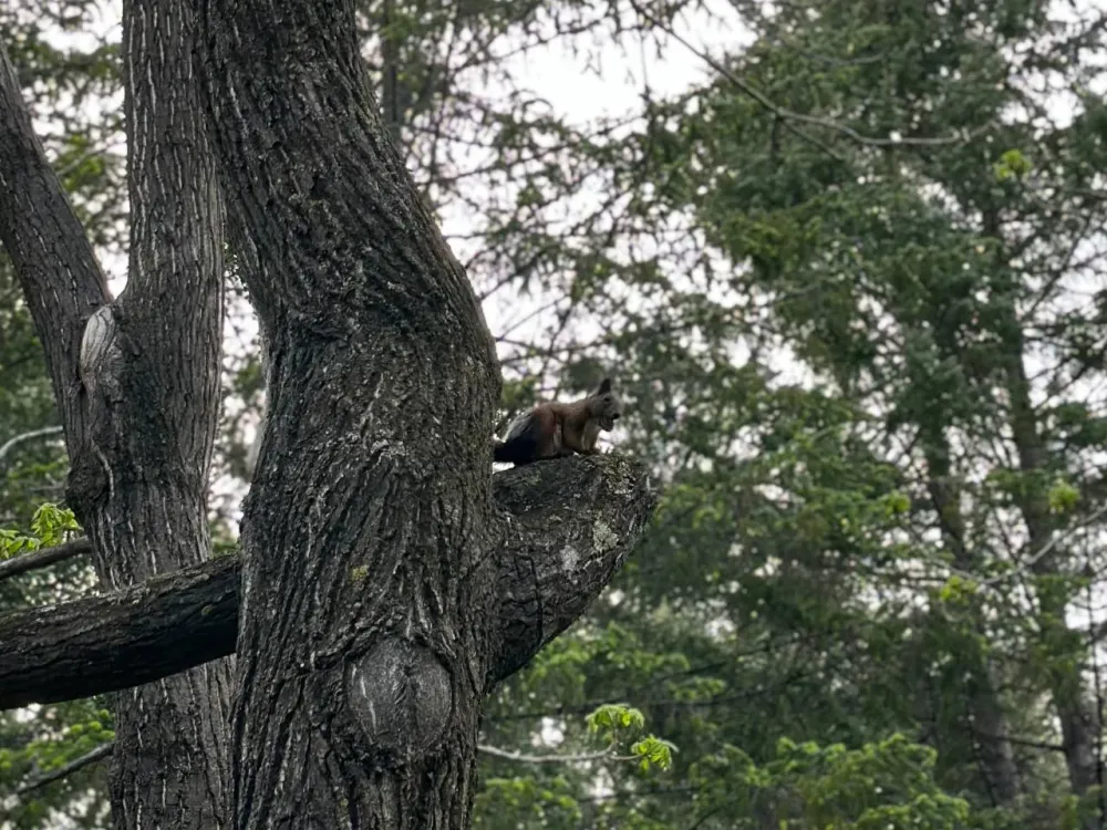Лесопользователь в ЕАО обязан восстановить лес на 2,8 гектара по решению суда