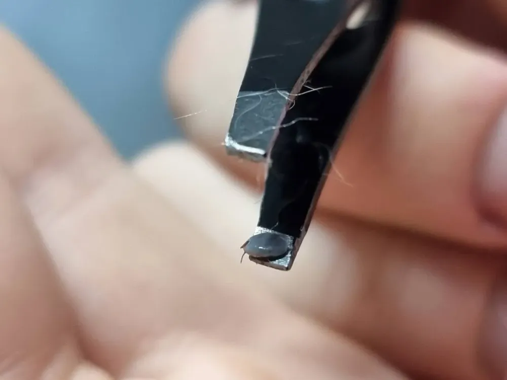 Группа крови, которую больше всего любят клещи