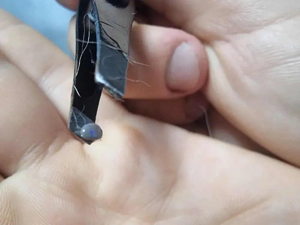 Первый укус клеща зарегистрирован в ЕАО