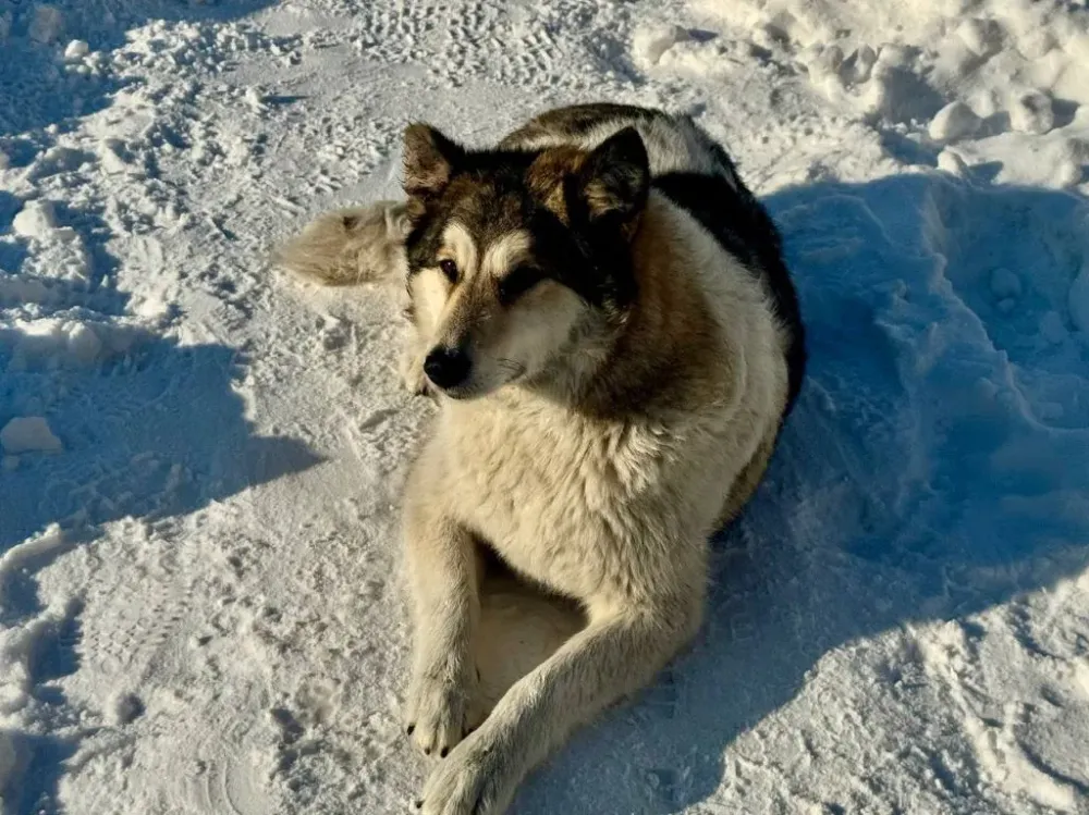 Бездомная собака напала на жительницу Ленинского района ЕАО, за это ответит администрация