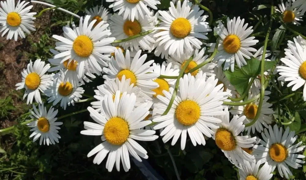 Гороскоп на 25 апреля: Раки, прислушайтесь к себе, Стрельцы будут в гармонии с миром