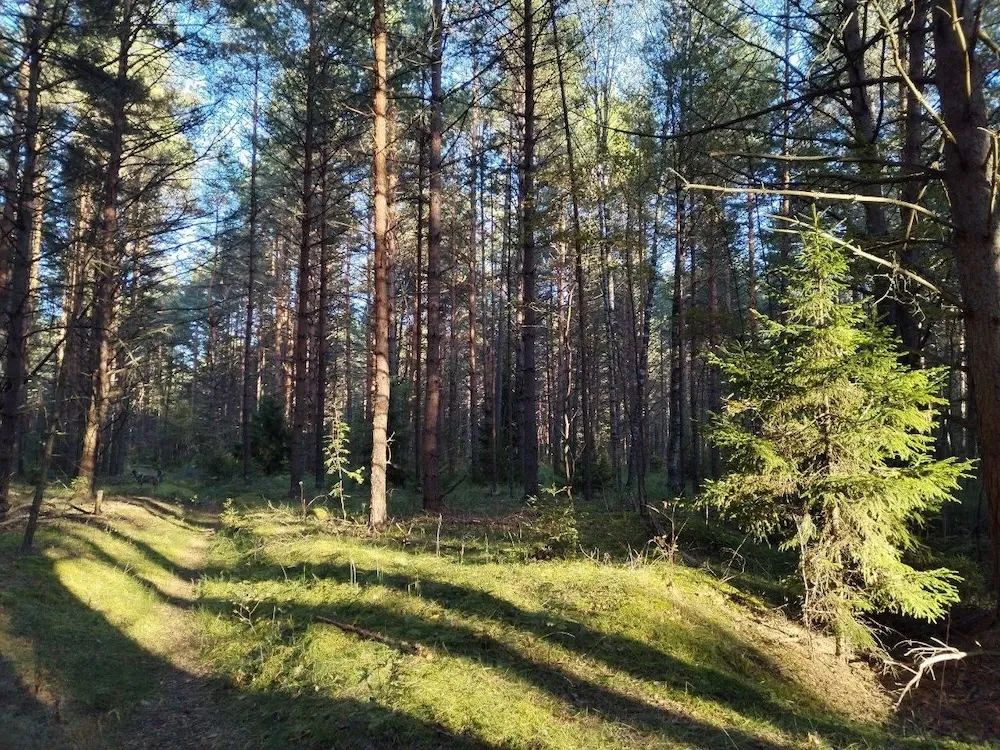 Более недели ночевала в лесу пожилая женщина в Челябинской области