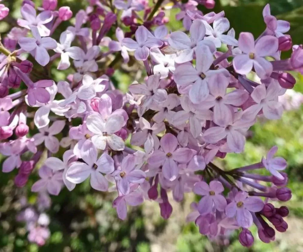 За сорванную сирень биробиджанцам грозит штраф до 500 тысяч рублей