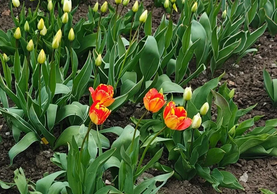 Дождь и ветер: погода на 8 мая в ЕАО