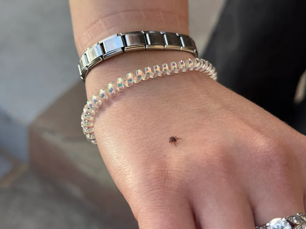 Более 30-ти детей пострадали в ЕАО от клещей