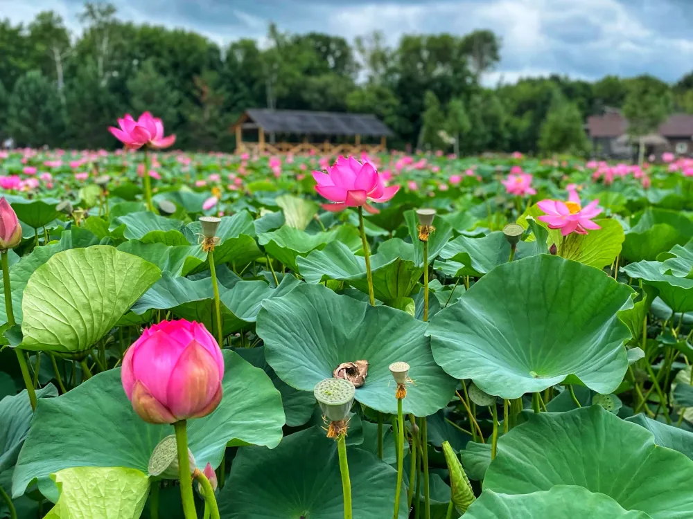 Гороскоп на 18 мая: у Дев день полон сюрпризов, а Весы будут чувствительны к негативу