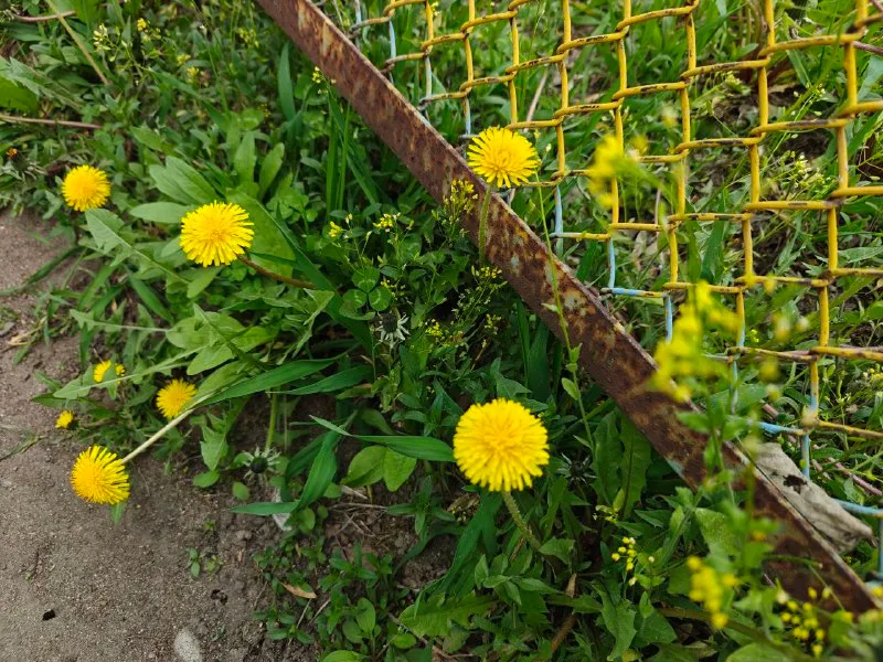 Переменная облачность, небольшой дождь: погода на 15 мая в ЕАО