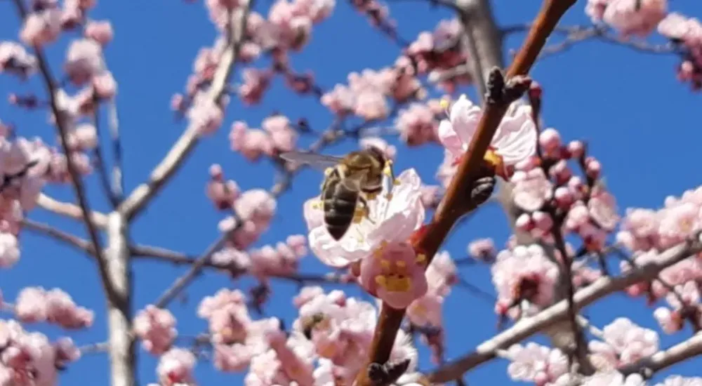 Малооблачно и ветренно: погода на 10 мая в ЕАО
