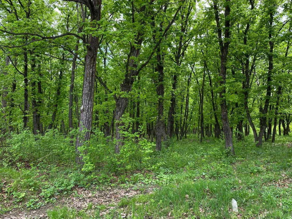 Прокуратура добилась запрета вырубки лесов вблизи заповедника в ЕАО