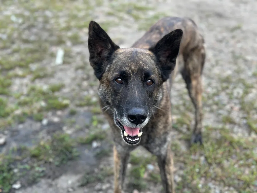 Прокуратура добилась увеличения компенсации ребенку, пострадавшему от укуса собаки в ЕАО