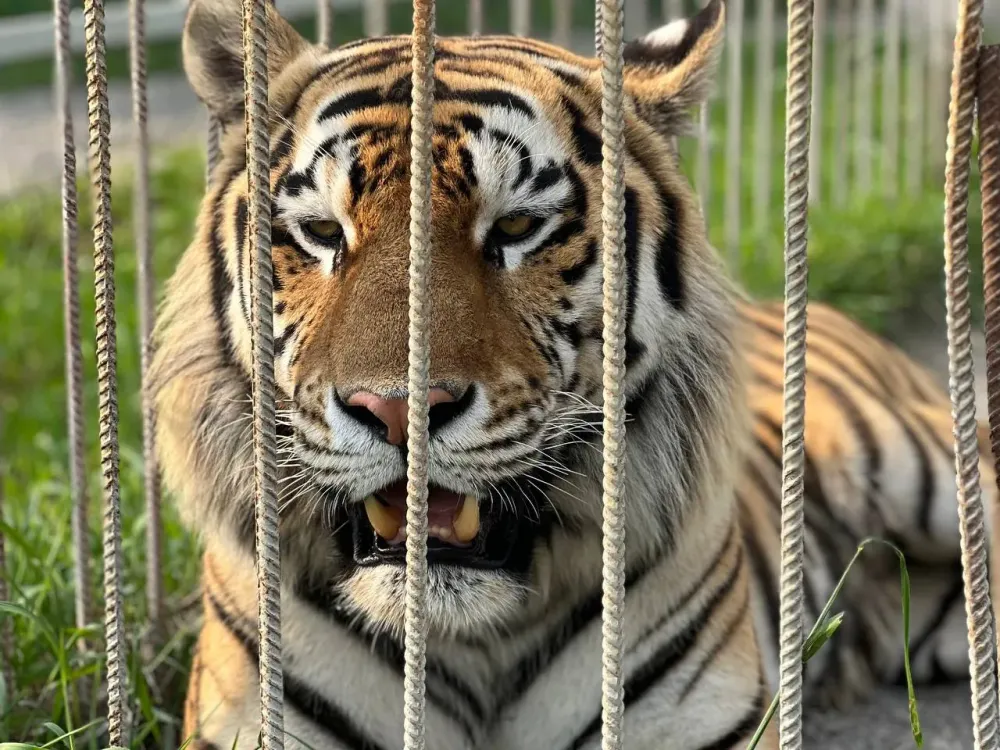 В Приморье депутаты отклонили предложение об отстреле амурских тигров после конфликтов