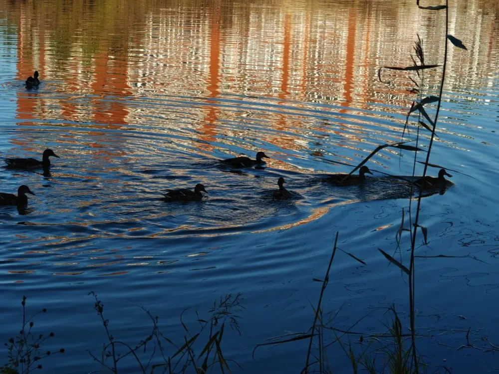 Гороскоп на 2 июня: Близнецы вдохновлены на обмен идеями, а Рыбы впечатлительны